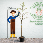 Jujuba - Čínska datľa (Ziziphus jujuba) - výška 160-190 cm, kont. C10L - NA KMIENKU